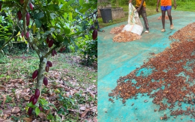 Au Cameroun, dans le diocèse de Sangmélima, joie de voir cette récolte !
