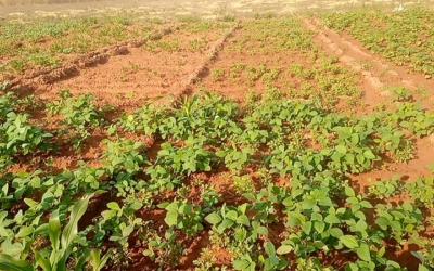 Vœux de bonne et sainte année du diocèse de Banfora, au Burkina Faso